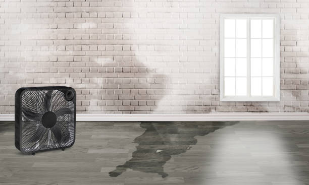 Best Water damage contractors near me  in Union, NJ